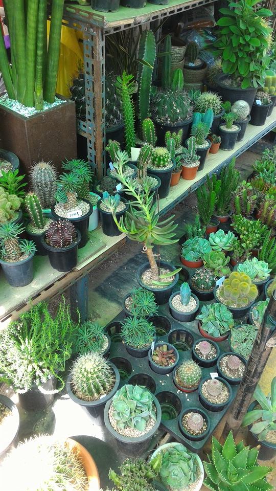 14191956_10207102847400104_8109732153735865420_n