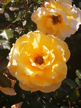 24862460_10210671834262545_2357257243802456849_n