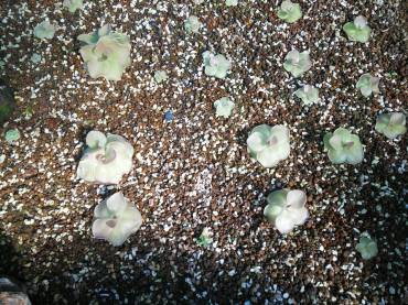 24852214_10210671804061790_4434032358294293670_n