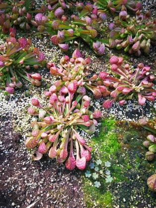 24899751_10210671802341747_3265880604616006180_n