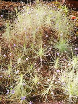 25151929_10210671806101841_5291799162887258865_n